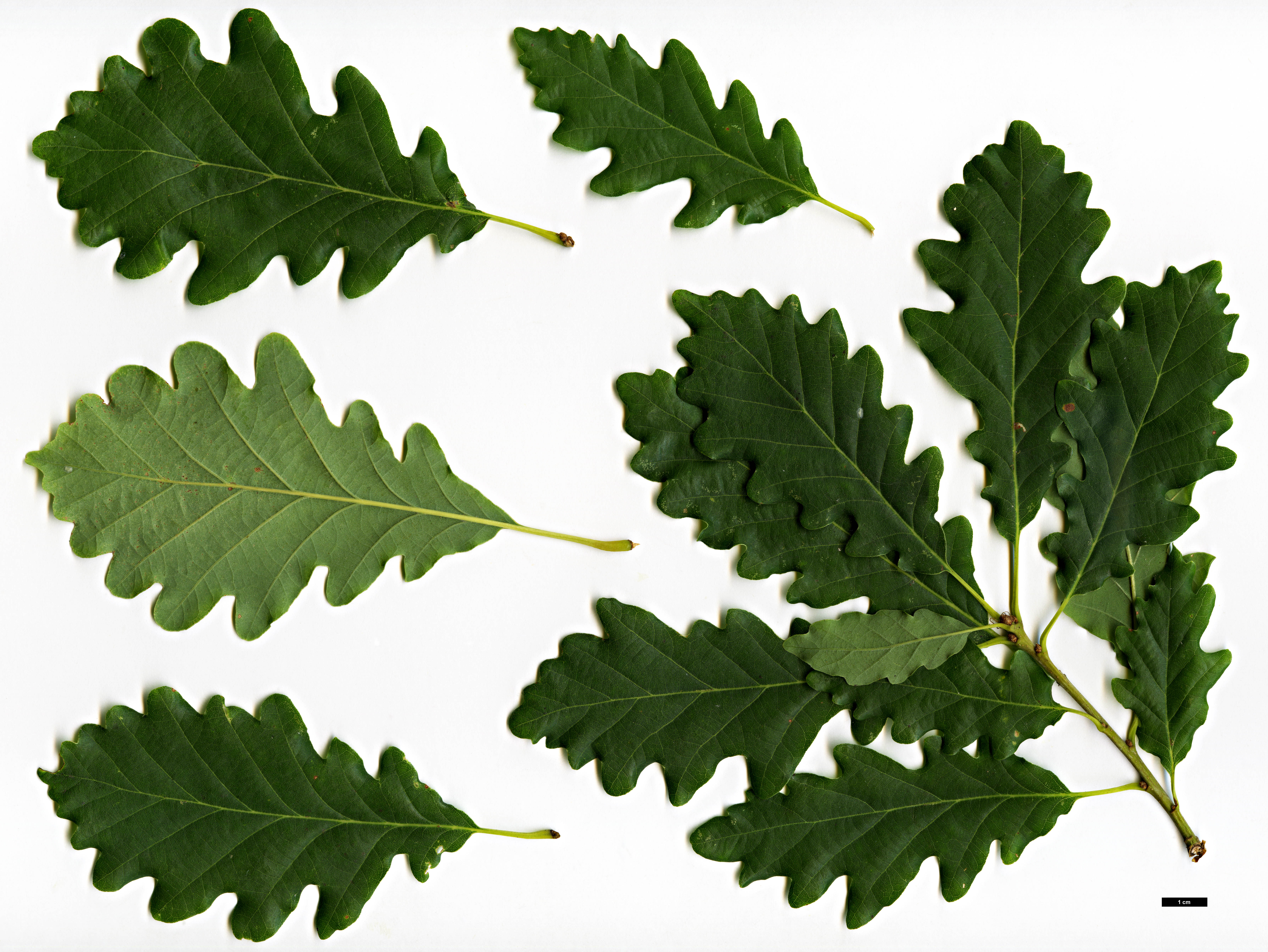 Дуб скальный (Quercus petraea)